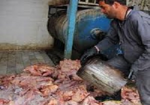 معدوم کردن گوشت و مرغ فاسد