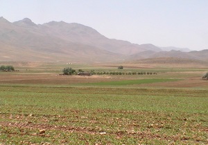 کشت گندم