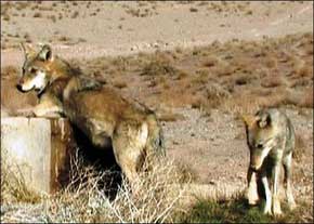 گوسفندان عشایر، طعمه گرگ های گرسنه شدند گوسفندان عشایر، طعمه گرگ های گرسنه شدند