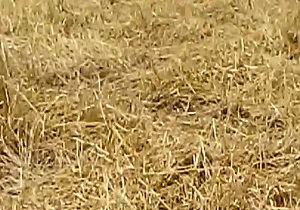 گندم‌زاری که زیر پای سیل له شد + فیلم