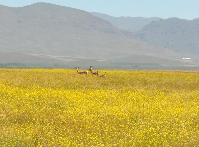 طبیعت بکر حفاظت شده ی استان زنجان