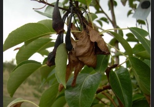 هشدار جهاد کشاورزی شهرستان مهاباد به باغداران