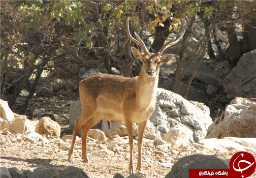 مرگ گوزن زرد باغ&zwnj;&zwnj;وحش خرم&zwnj;آباد را تعطیل می&zwnj;کند/ باغ&zwnj;وحشی که حیات&zwnj;وحش را تهدید می&zwnj;کند