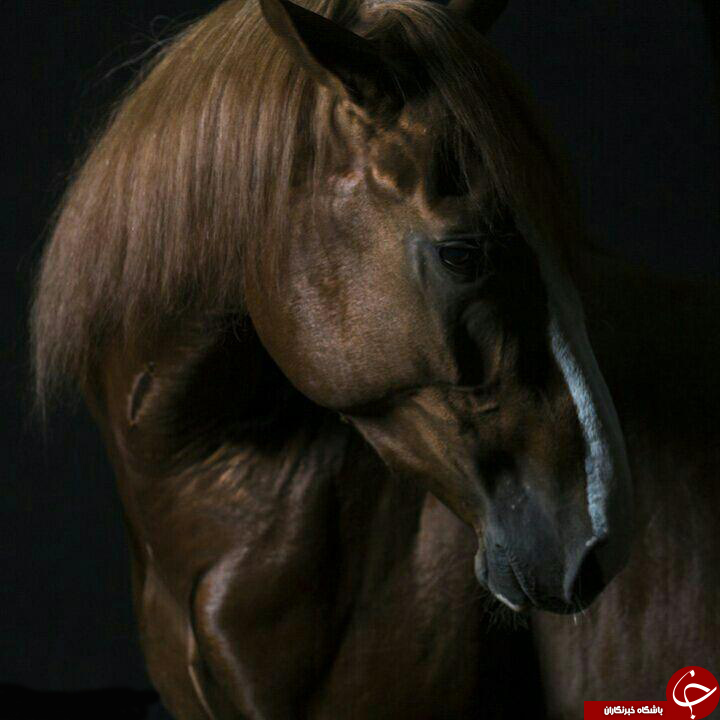 ژست جالب ودیدنی حیوانات+تصاویر