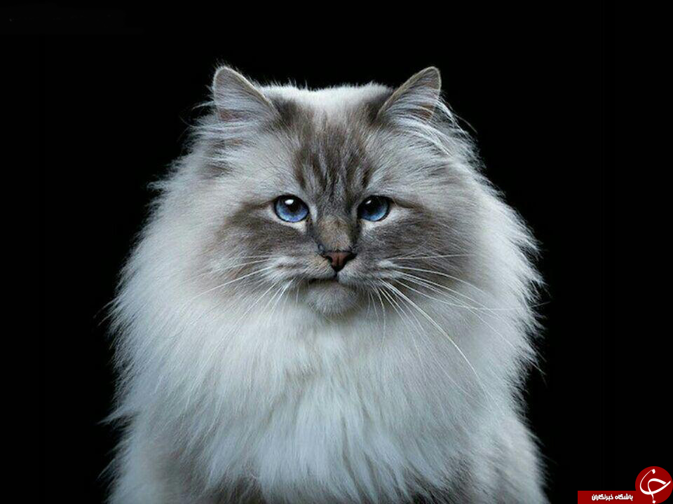ژست جالب ودیدنی حیوانات+تصاویر