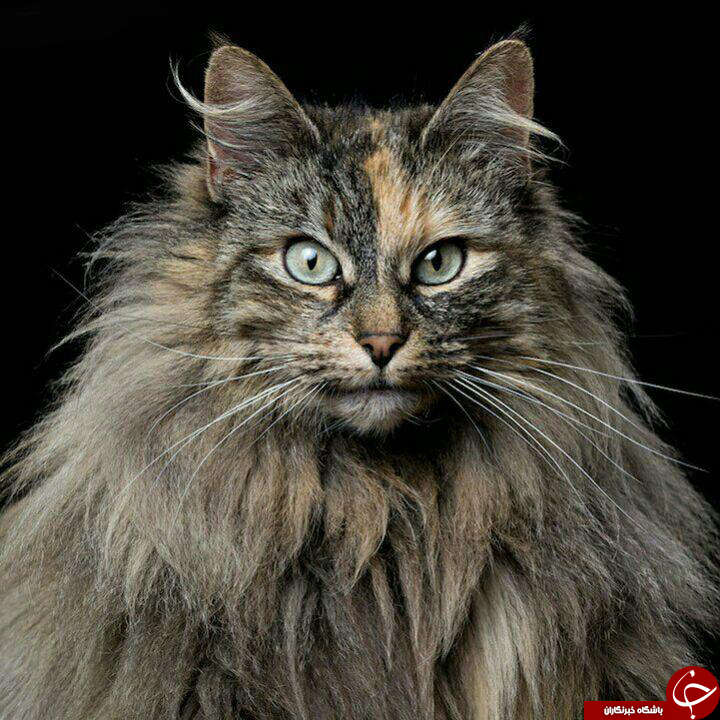 ژست جالب ودیدنی حیوانات+تصاویر