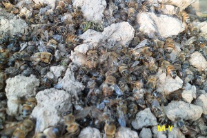 آغاز کوچ زنبورداران مهاجر به طبیعت سرسبزشهرستان شوط