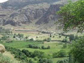 مشاهده 45راس قوچ میش ارمنی نادر در بوکان