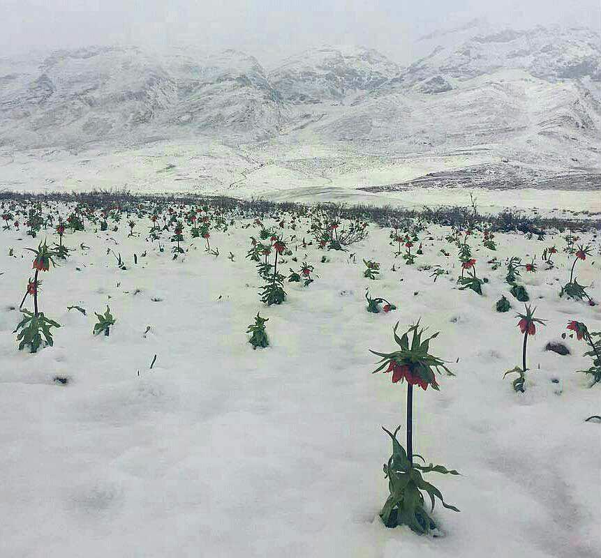 تصویری از دشت لاله های واژگون کوهرنگ پس از بارش برف بهاری