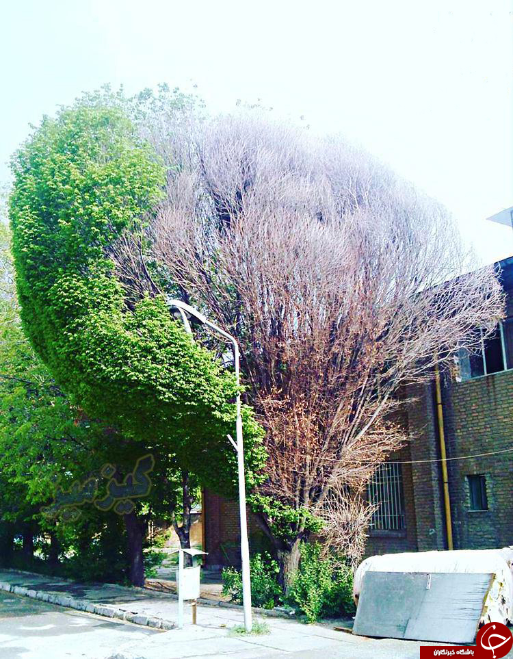 رنگین کمان زیبا در مشهد/