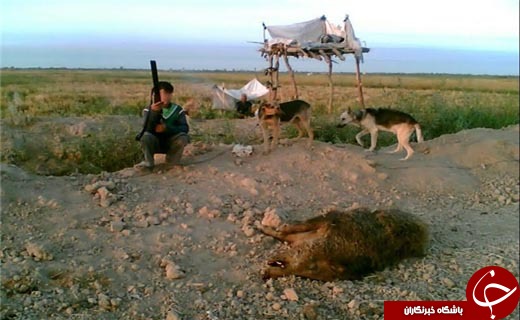 خون حیات وحش خوزستان در چنگال &laquo;سگ&zwnj;پا&raquo;ها ! +عکس