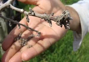 خسارت 63 میلیارد تومانی سوغات سرمای بهاره