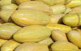 قاچ های شیرین خربزه منوجانی به کام بازار رسید