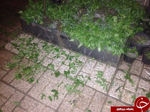 تگرگی که نیمه شب به سراغ مشهدیها آمد + تصاویر تگرگی که نیمه شب به سراغ مشهدیها آمد + تصاویر