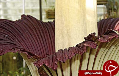 بدبو ترین گل دنیا+تصویر