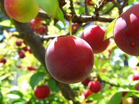 آلومیوه ای سرشار از ویتامین