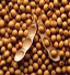 توزيع بذر اصلاح شده سويا