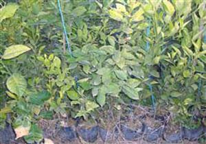 باغات فرسوده رودان اصلاح می شود