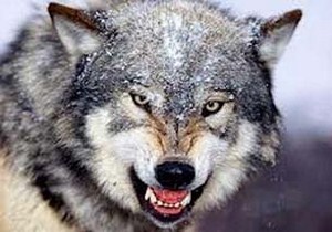 حمله گرگ ها به گوسفندان