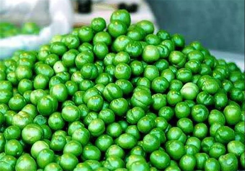 سرما به باغات گوجه سبز خراسان&zwnj; رضوی خسارت زد/ پیش بینی کاهش محصول گوجه سبز