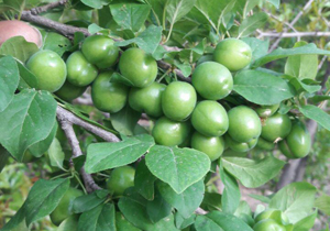 طلای سبز روی درخت + تصاویر