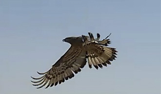 رهاسازی یک بهله پرنده شکاری سارگپه در ماهشهر