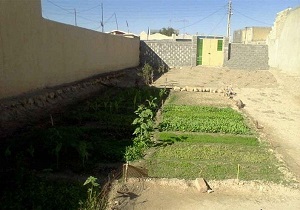تولید سبزیجات سالم در باغچه های خانگی