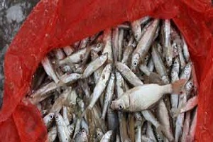 رسوایی جدید یک برند تن ماهی معروف!