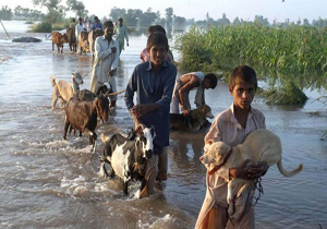 دام های گرسنه سيل زدگان خوزستان را دریابید
