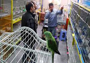 بازرسی از پرنده فروشی های اهواز
