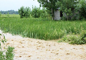 طغیان آب رودخانه ها و خسارت به گندم زارهای گلوگاه