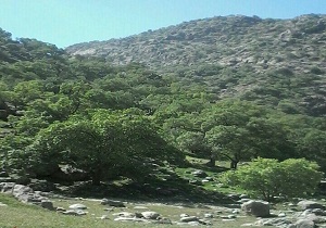 شفارود از دست مسافران نوروزی بیمار شد! + فیلم