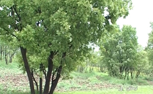 گزارش تصویری تهیه زغال بلای جان جنگل هادر گلستان تا صدای چرخندهای پارسیلون لرستان