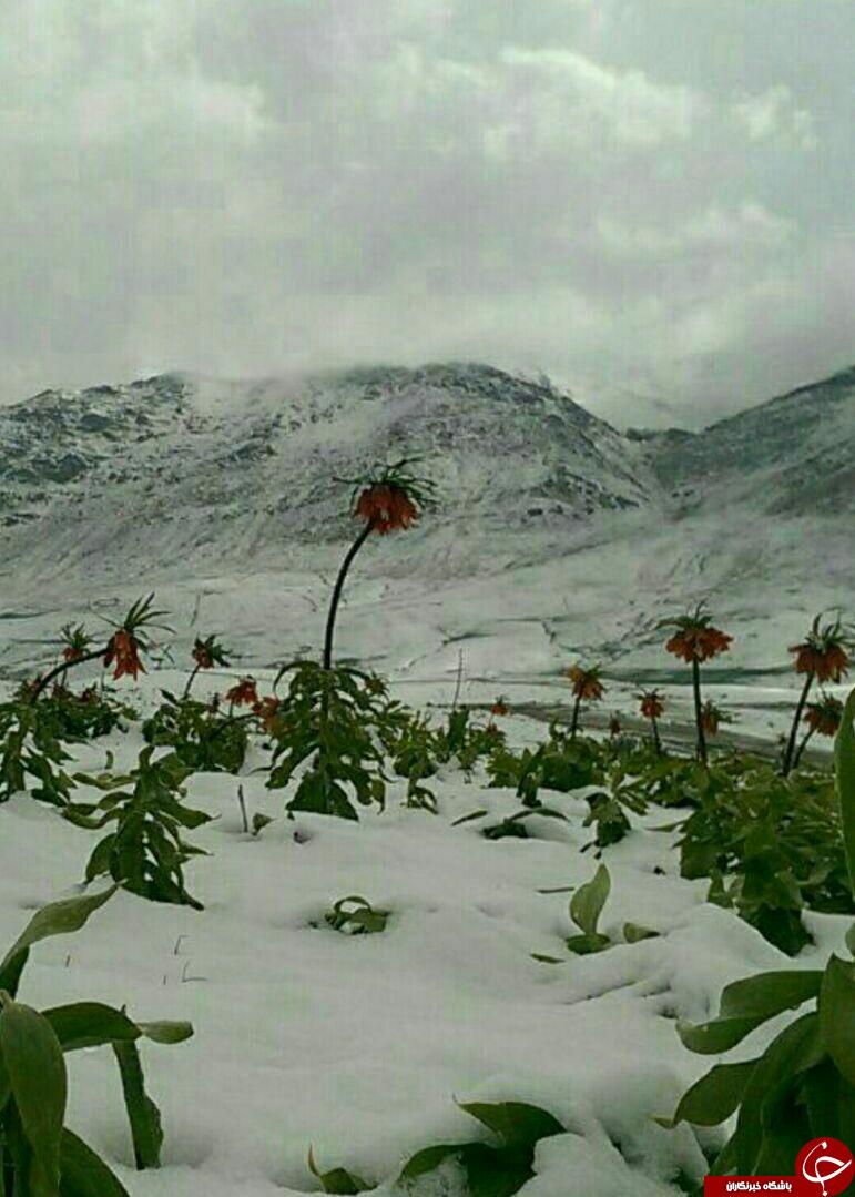 میلیون ها سلفی