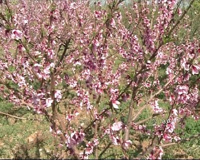 لبخند شکوفه های هلو به بهاردل انگیز + تصویر
