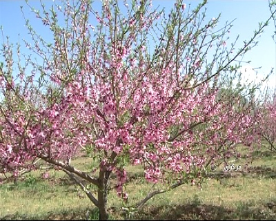 لبخند شکوفه های هلو به بهاردل انگیز + تصویر