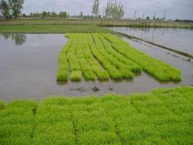 آغاز کشت برنج