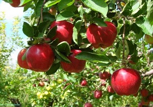 محصولات کشاورزی استان اردبیل از کیفیت بالایی برخوردار است