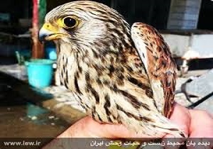 دستگیری فروشنده پرندگان در فضای مجازی