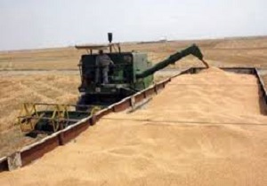 خرید گندم مازاد کشاورزان در 10 مرکز