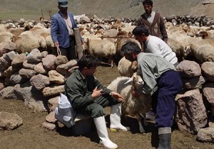 کنترل بیماری تب برفكی در استان اردبیل