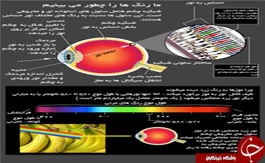 رنگ&zwnj; ها را چگونه می&zwnj; بینیم