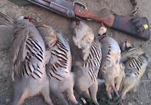 شکارچی کبک به پاکسازی تالاب گندمار محکوم شد