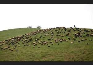 ممنوعیت چرای دام در مهاباد تا نیمه اول اردیبهشت