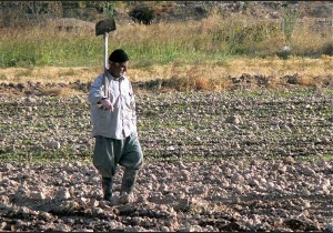 بیش از 58 هزار خانوار روستایی آذربایجان غربی ، زیر پوشش خدمات صندوق بیمه