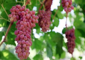 ایجاد باغ مدرن از سیاستهای جهاد کشاورزی استان
