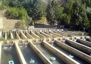 صادرات ماهی سردابی از اردبیل به کشورهای همجوار