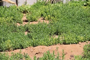 آغار کاشت بیش از 15هزار نشاء گیاهان دارویی در مزارع کشاورزی بافق
