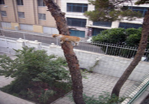 نجات گربه از بالای درخت کاج