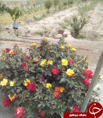 از تصویر گل رز با 6 رنگ زیبا تا شکسته شدن درخت در طوفان+تصاویر